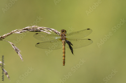 Common darter (Sympetrum striolatum) on grass, dorsal view. Female dragonfly in the family Libellulidae