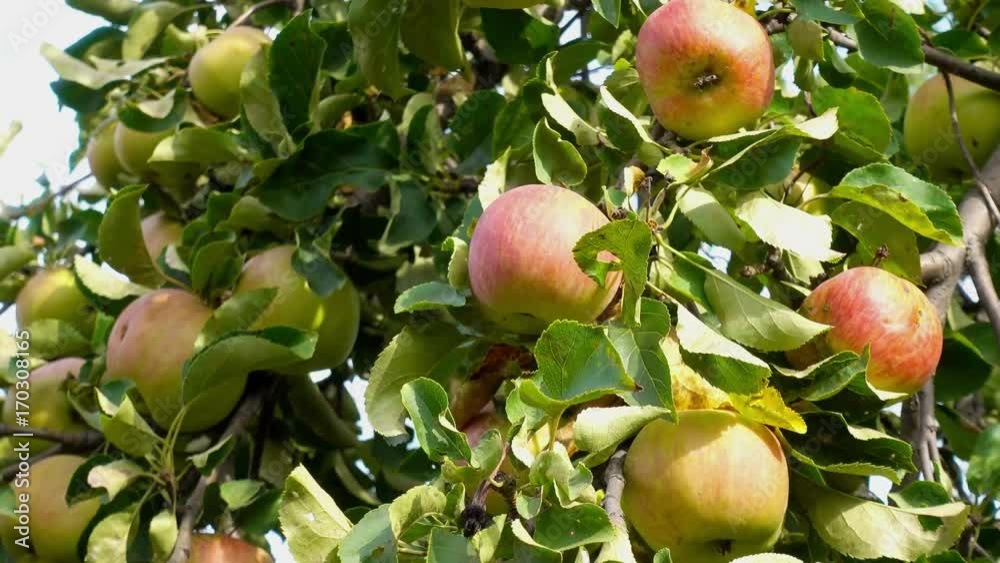 apple fruit on tree with leaves of summer, sunlight, outdoors apple fruit on tree with leaves of summer, sunlight, outdoors
