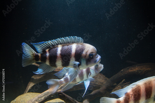 Frontosa Cichlid. Endemic Cichlid from Lake Tanganyika. They are Shoaling Fish