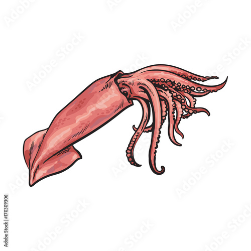 vector sketch cartoon sea squid. Isolated illustration on a white background. Sea delicacy food concept