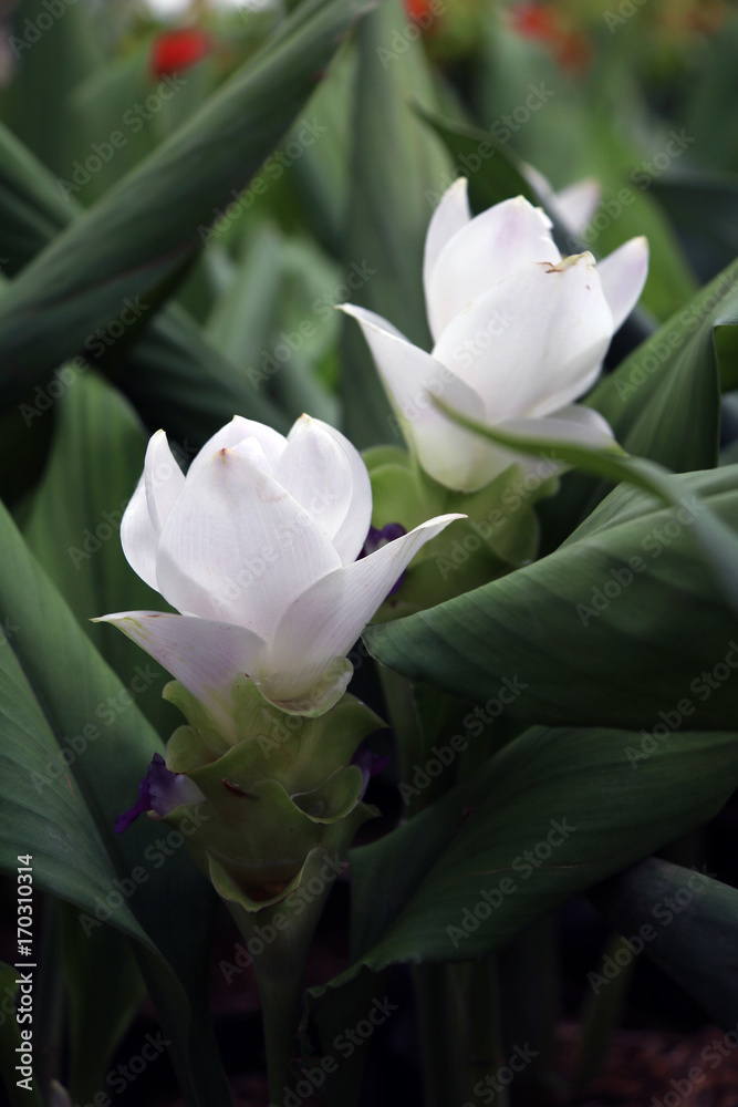 White Siam Tulip on the Nursery plants. Curcuma alismatifolia or summer tulip is a tropical plant native to Laos, northern Thailand, and Cambodia. White Siam Tulip on the Nursery plants. Curcuma alismatifolia or summer tulip is a tropical plant native to Laos, northern Thailand, and Cambodia.