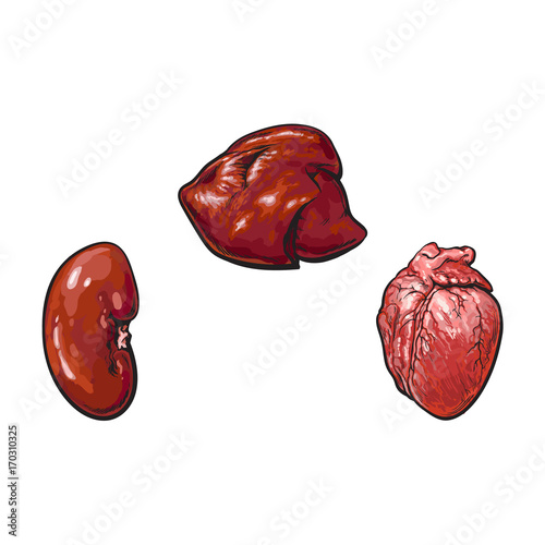 Canvas Print vector pork raw kidney, liver heart offal sketch set