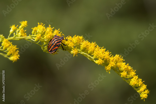 Graphosoma lineatum, strojnica photo