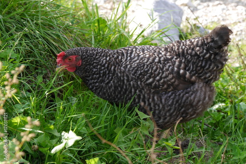 Grausperber Huhn in Freilandhaltung