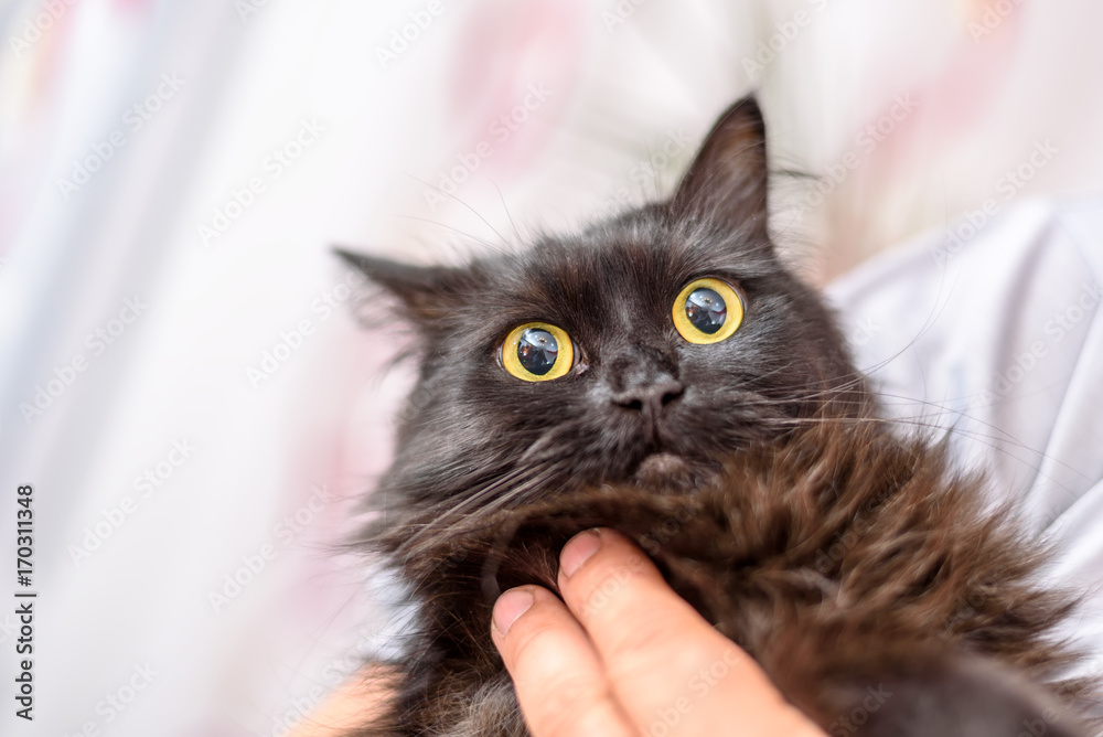 Obraz premium black cat on hands