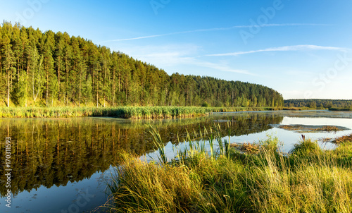 панорама лесного пейзажа с лесом, рекой и камышами Россия, Урал, август © 7ynp100
