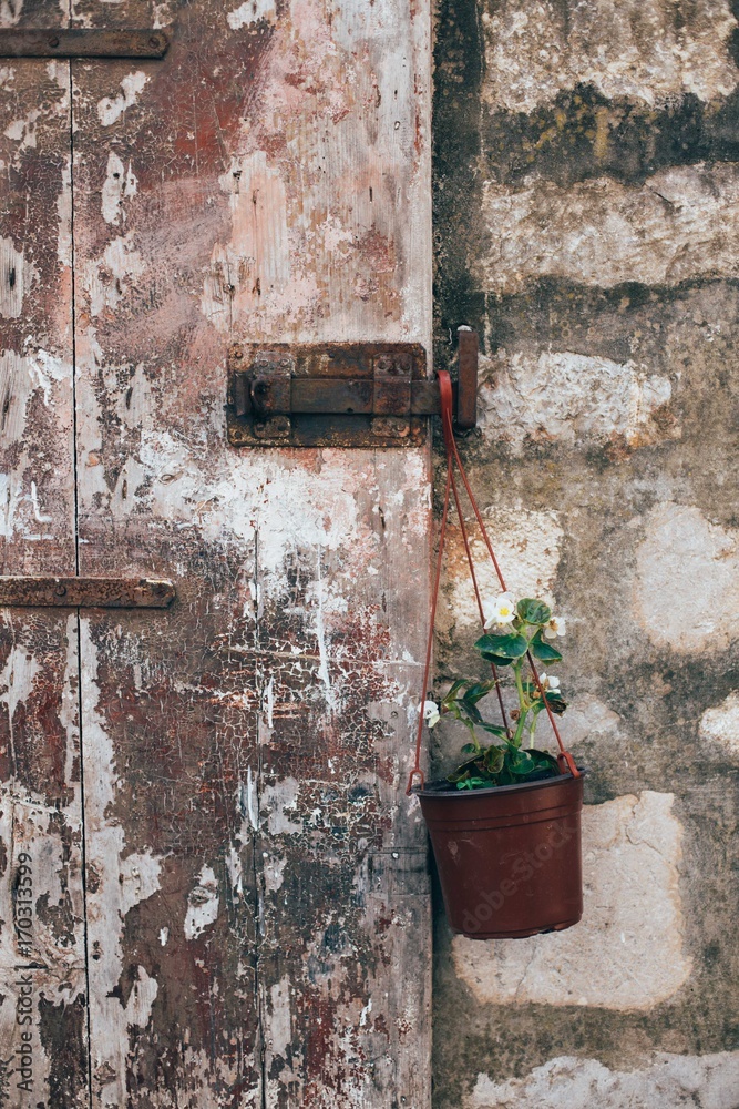 Textured and aged wooden door with metallic lock and flower or plant vase hanging from hook Textured and aged wooden door with metallic lock and flower or plant vase hanging from hook