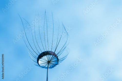 Fototapeta Naklejka Na Ścianę i Meble -  Ein Schirm von Bocksbart Samen mit einem Tropfen in der Mitte und blauem Hintergrund