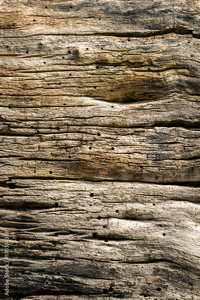 Schöne Struktur von natürlich gealtertem Holz eines Baumes mit Rissen Schöne Struktur von natürlich gealtertem Holz eines Baumes mit Rissen