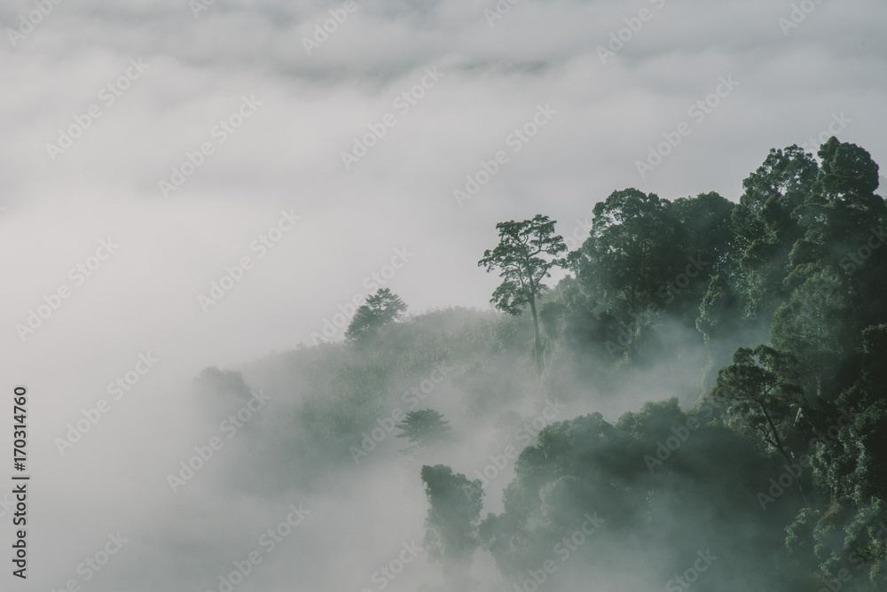fog forest at high forest in Thailand