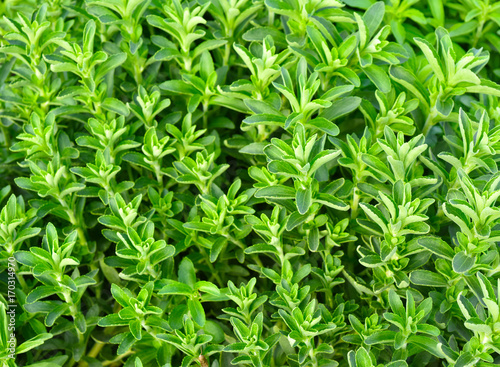 Stevia green plant