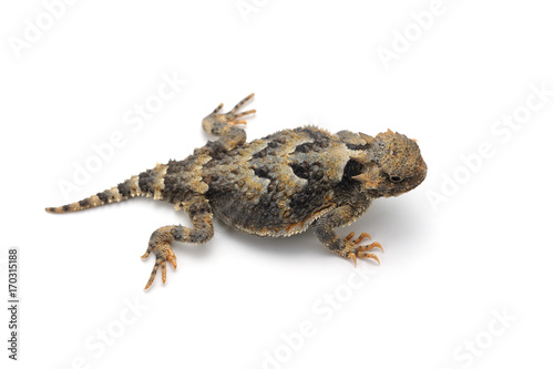 Greater Short-horned Lizard isolated on white background photo