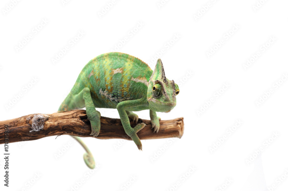 Obraz premium Veiled Chameleon isolated on white background
