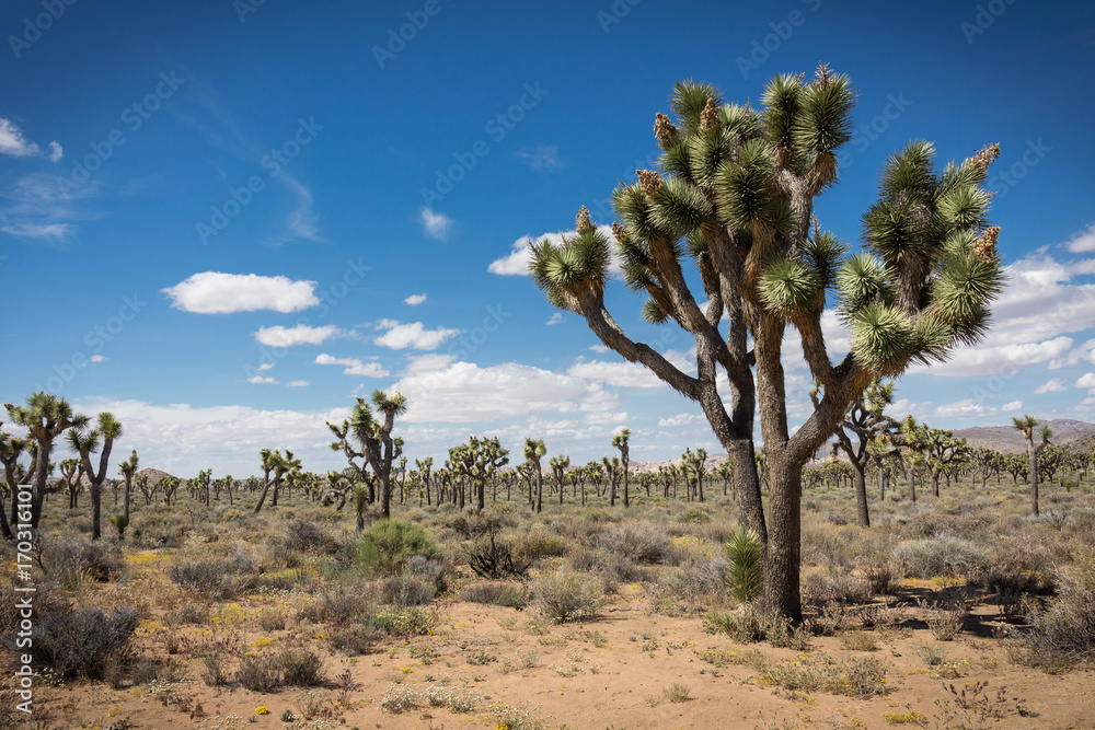 Bäume im Joshua Tree Park in Kalifornien USA