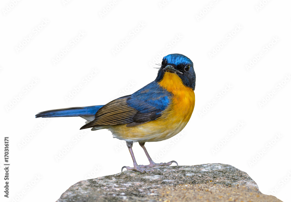 Hill Blue Flycatcher or Cyornis banyumas, beautiful blue bird isolated standing on stone with white background. Hill Blue Flycatcher or Cyornis banyumas, beautiful blue bird isolated standing on stone with white background.