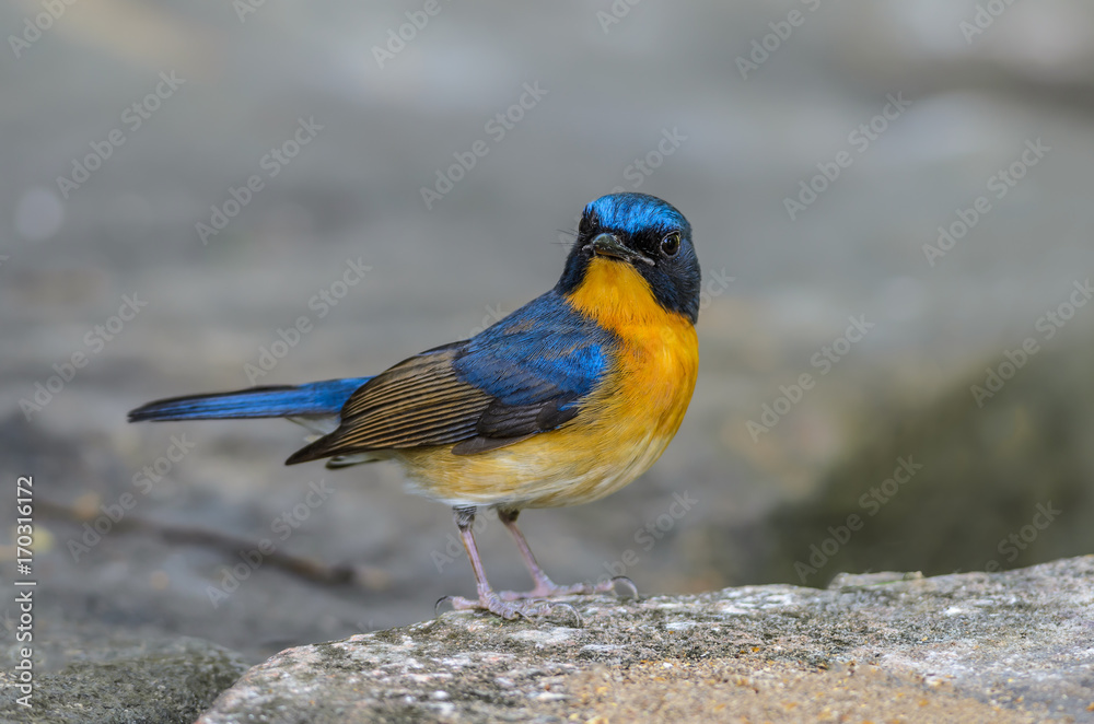 Hill Blue Flycatcher or Cyornis banyumas, beautiful blue bird standing on stone with grey background. Hill Blue Flycatcher or Cyornis banyumas, beautiful blue bird standing on stone with grey background.