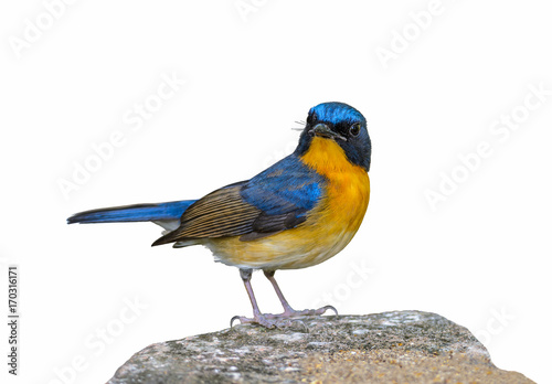 Hill Blue Flycatcher or Cyornis banyumas, beautiful blue bird isolated standing on stone with white background. © Narupon