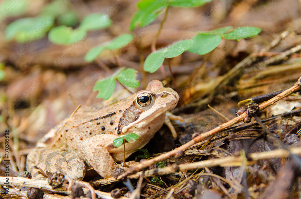 Obraz premium Frosch im Wald