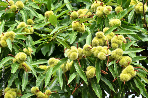 Sweet chestnuts growing on a tree