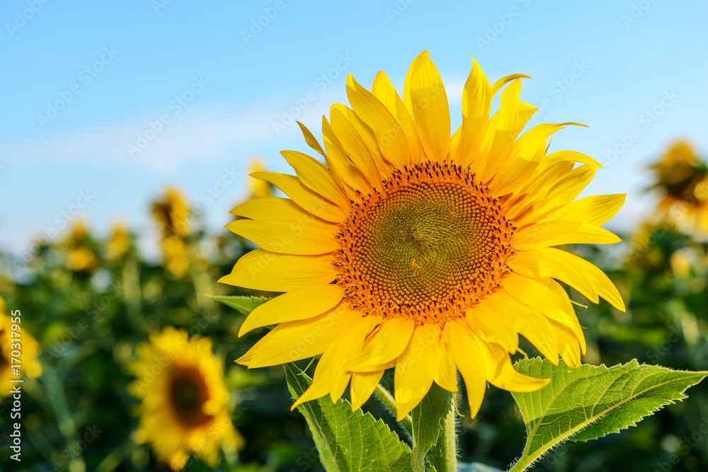 Bright yellow, orange sunflower flower on sunflower field. Bright yellow, orange sunflower flower on sunflower field.