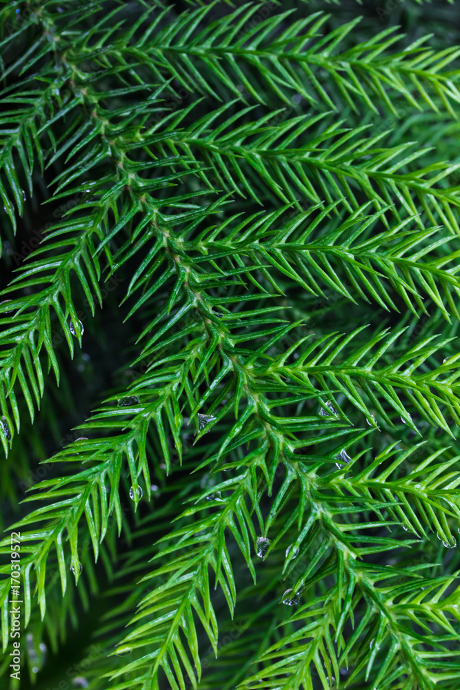 Water drops on green Pine leaves after raining, dark tone, textures backgrounds. Water drops on green Pine leaves after raining, dark tone, textures backgrounds.