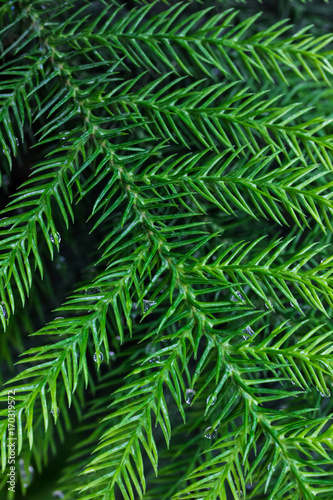 Water drops on green Pine leaves after raining  dark tone  textures backgrounds.