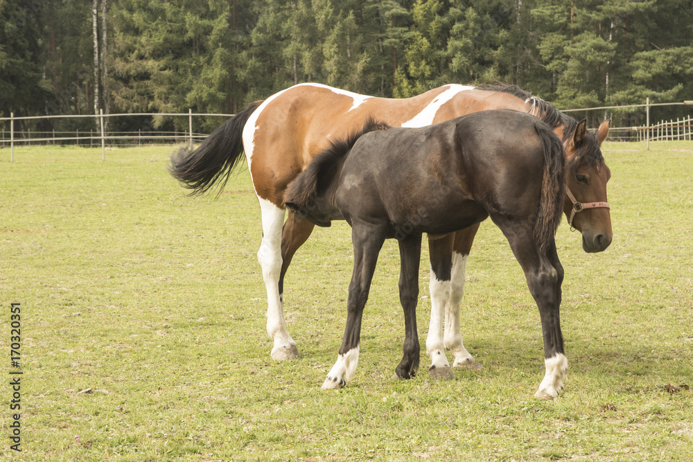 Obraz premium Two horses in corral. Foal and its mother
