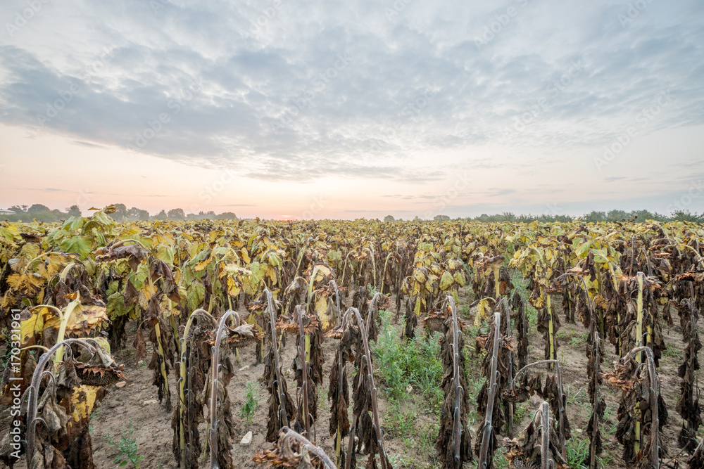 Naklejka premium Verblühte Sonnenblumen im Spätsommer