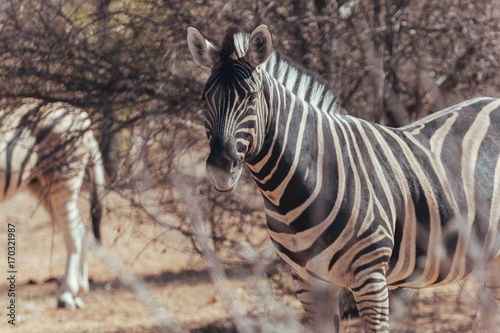 Zebra in nature 