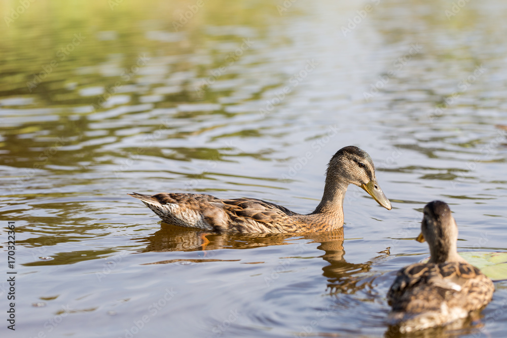 Cue ducks, mallard, Anas platyrhynchos, swimming in lake sunny day Cue ducks, mallard, Anas platyrhynchos, swimming in lake sunny day