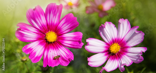 Pink cosmos flowers and bee.