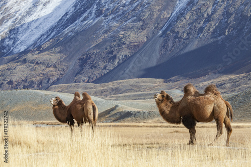 Bactrian Camels, Altai Tavan Bogd National Park, Mongolia	 photo