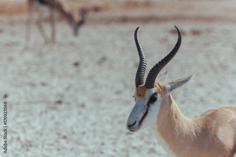 Springbok in desert 