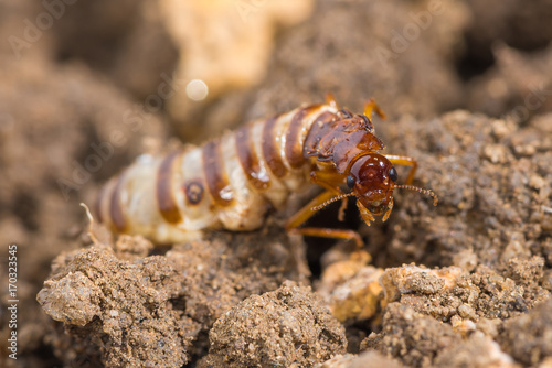 Schedorhinotermes queen termite sit on her nest.