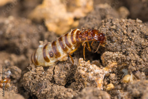 Schedorhinotermes queen termite sit on her nest.