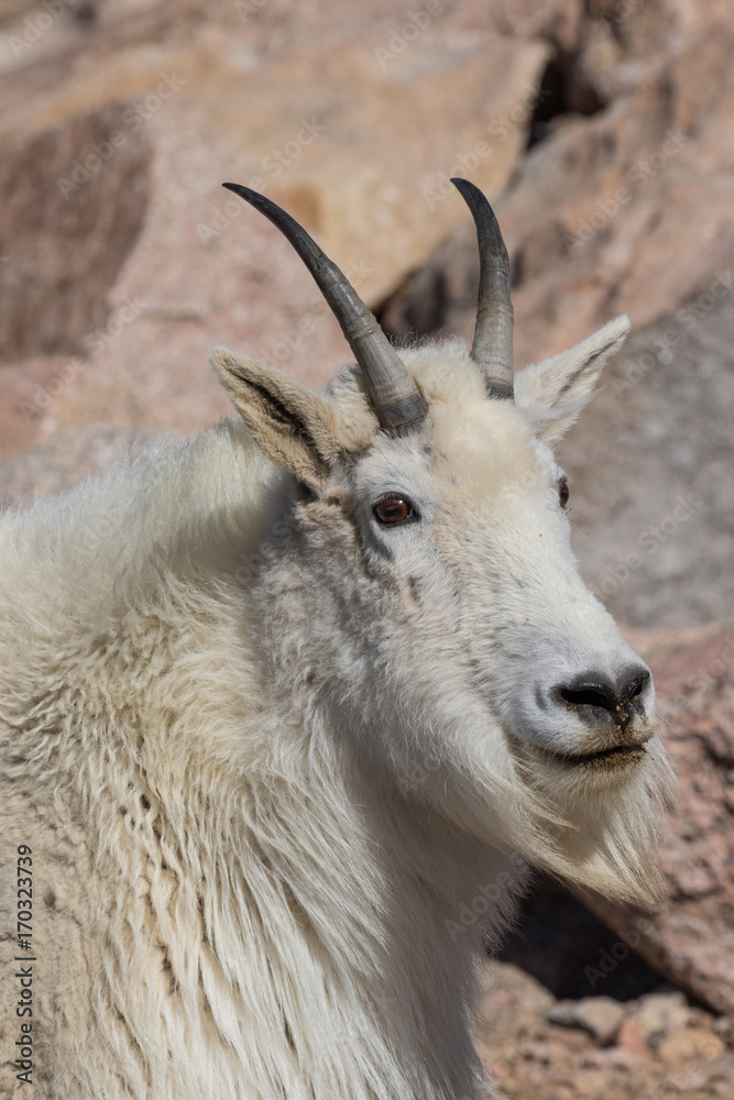 Mountain Goat Portrait