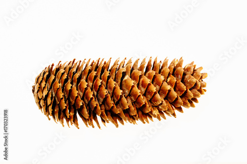 Beautiful pine cone isolated on white.
