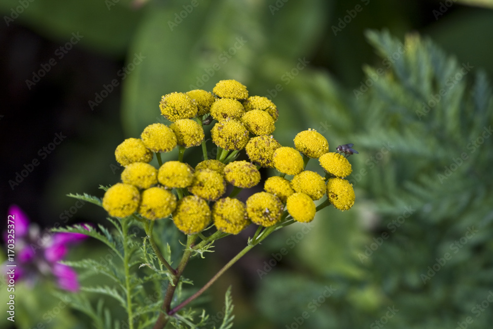Flowers, apples, garden goods, harvest Flowers, apples, garden goods, harvest
