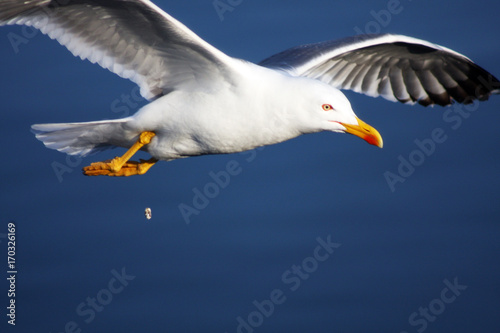 Pooping Seagull shit