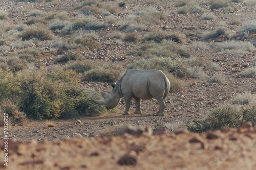 Rhinoceros in nature