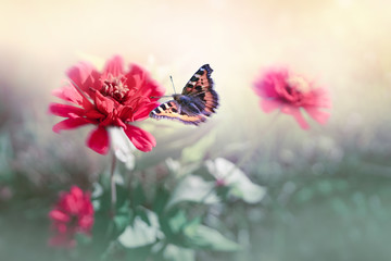 Wallpaper butterfly flutters over pink flowers in nature in open air close-up. Elegant graceful natural artistic image in retro vintage style in pastel colors. Background template for congratulations.