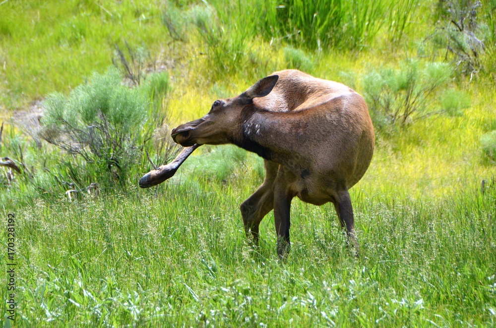 Elk in Yellowstone Elk in Yellowstone