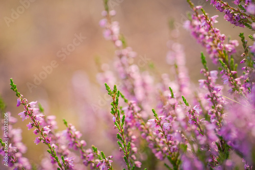 Heather. Bushes of wild heather in forest