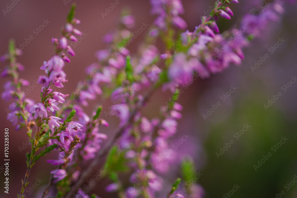 Obraz premium Heather. Bushes of wild heather in forest