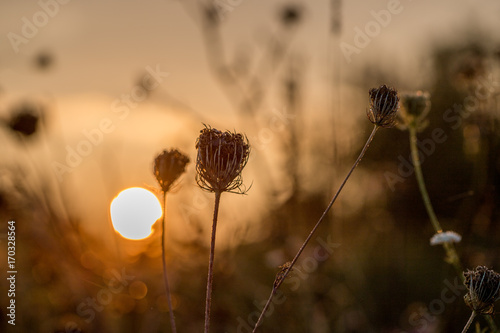 Blumen im Gegenlicht der aufgehenden Sonne