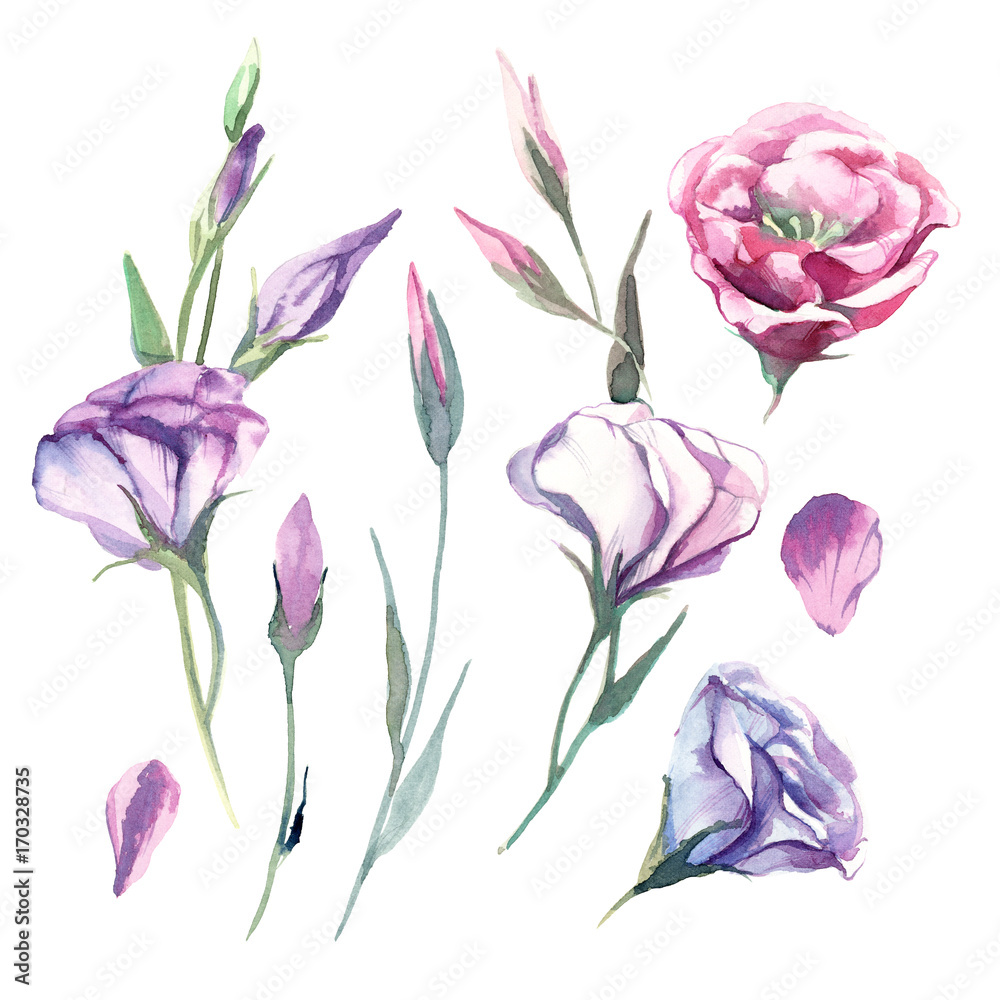 Set of watercolor eustoma flower isolate on white background. Flowers for wedding cards. Set of watercolor eustoma flower isolate on white background. Flowers for wedding cards.