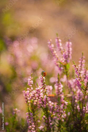 Heather. Ladybug on a bush of wild heather in the forest