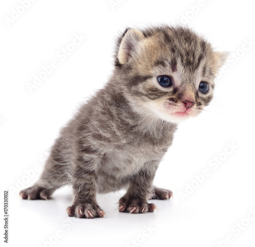 Kitten on white background.