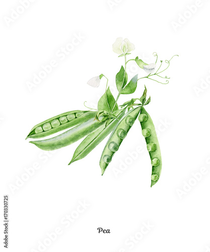 Handpainted watercolor poster with sweet pea isolated on white background