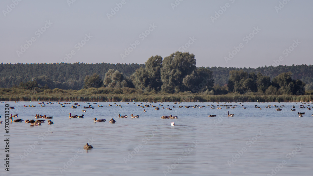Zugvögelgruppe auf dem Wasser